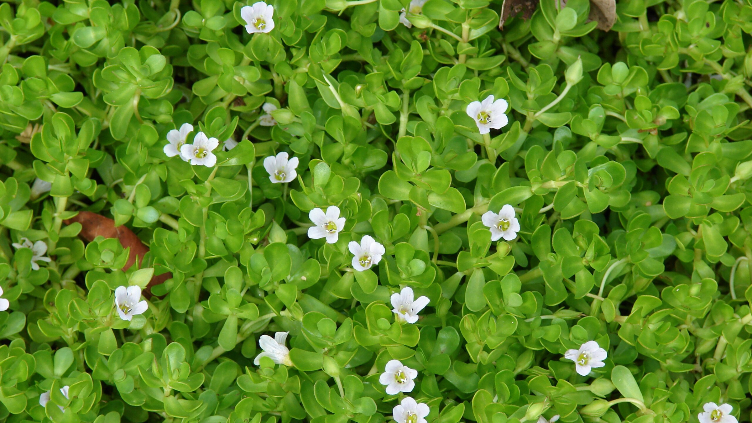 Bacopa (Bacopa monnieri)