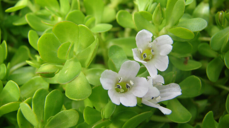 Cómo cuidar la bacopa (Bacopa monnieri)