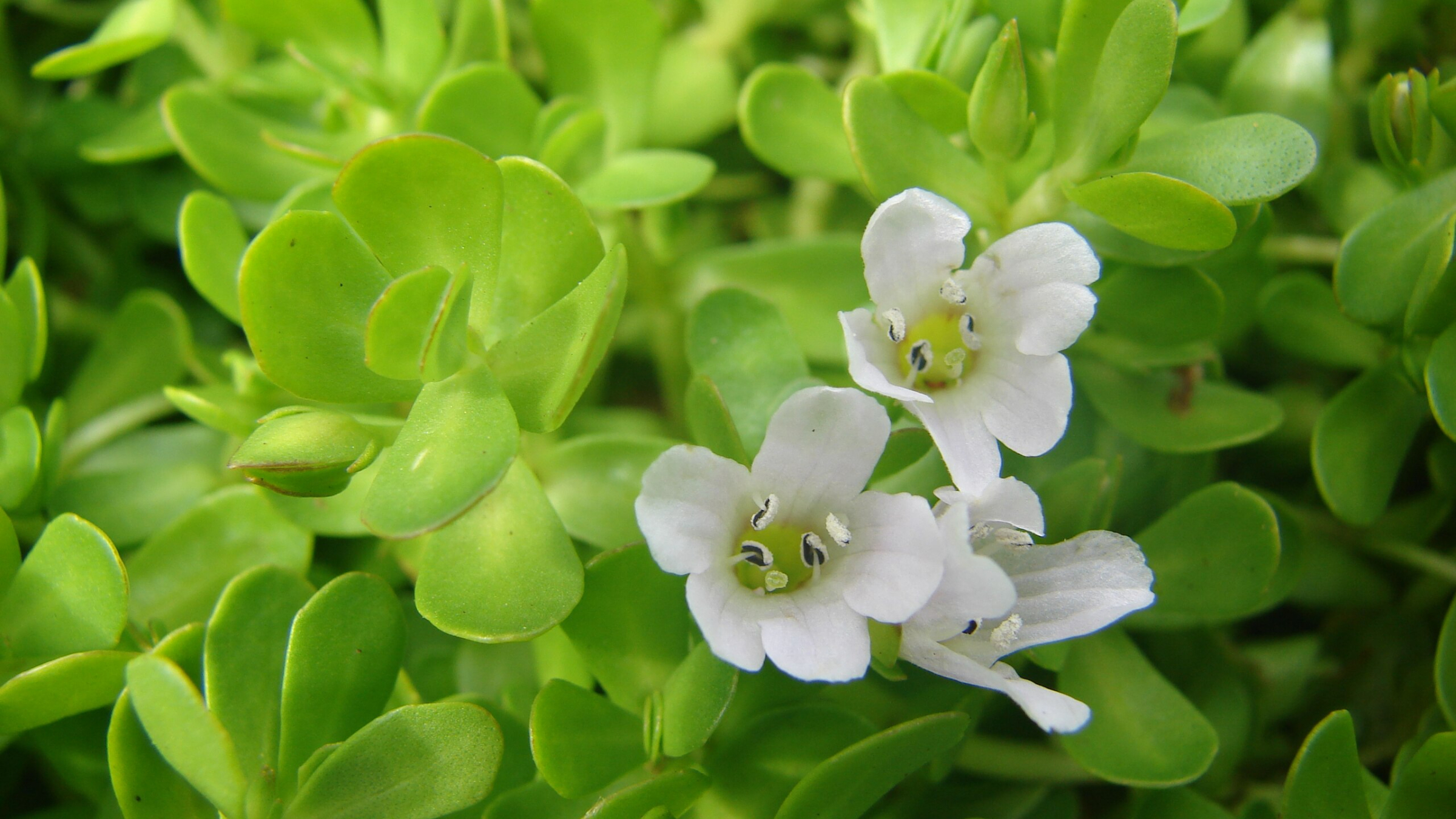 Bacopa (Bacopa monnieri)
