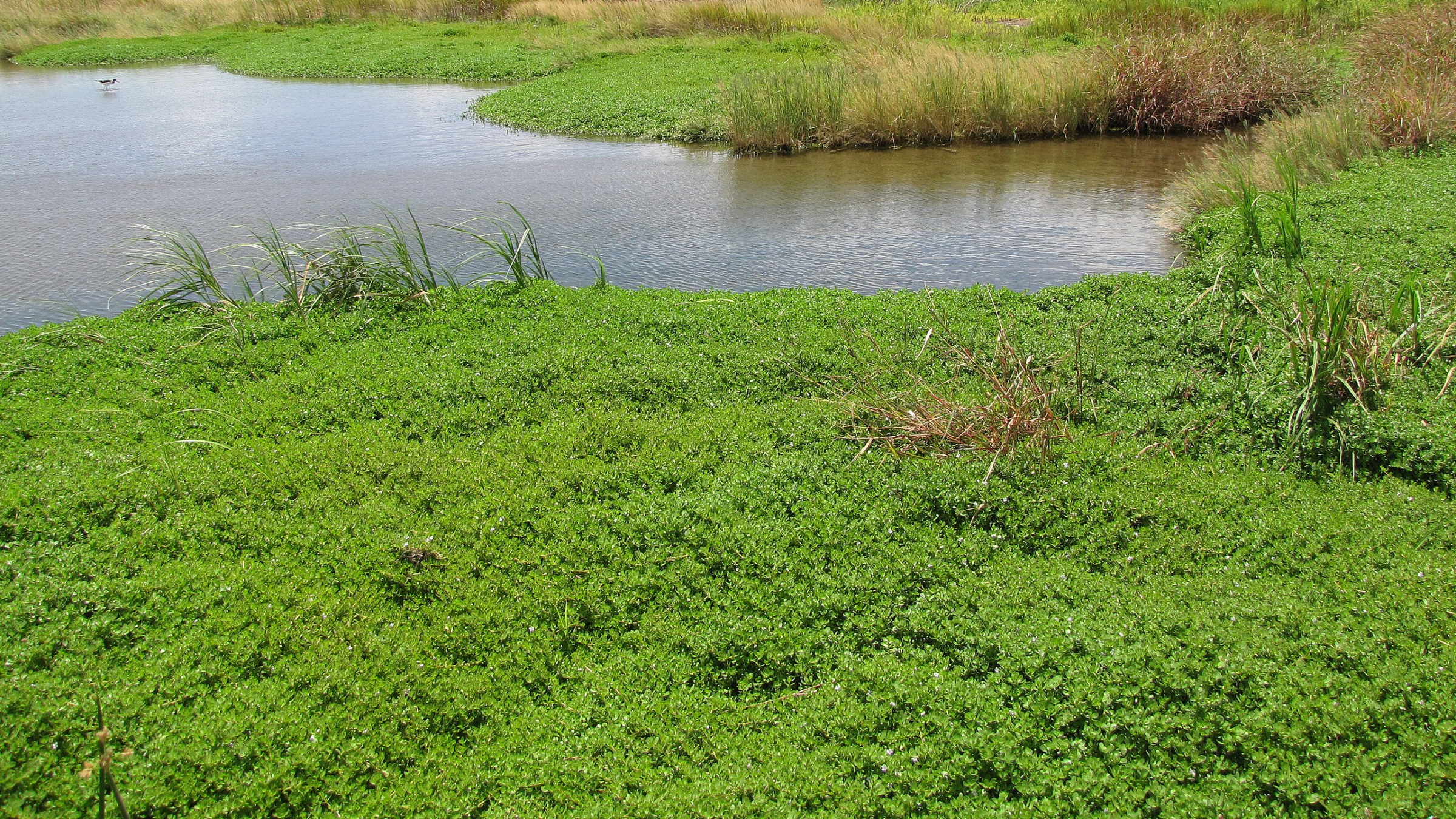 Bacopa (Bacopa monnieri)