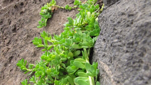 Cómo cuidar la bacopa (Bacopa monnieri)