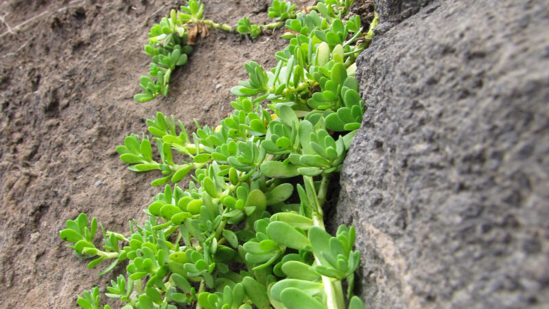 Cómo cuidar la bacopa (Bacopa monnieri)