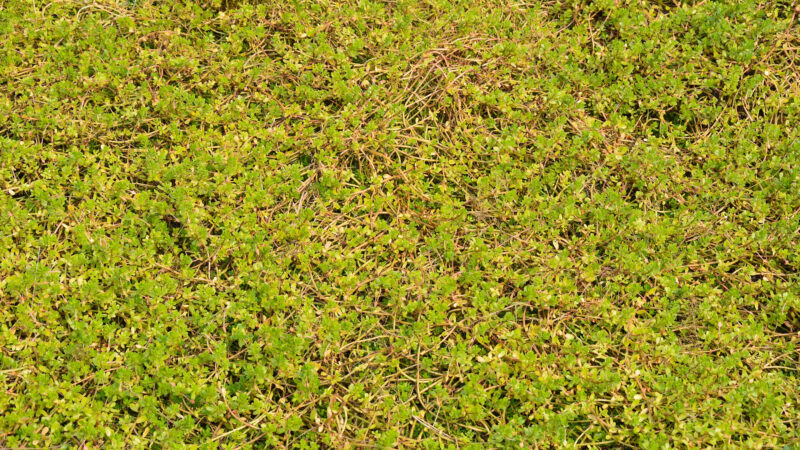 Cómo cuidar la bacopa (Bacopa monnieri)