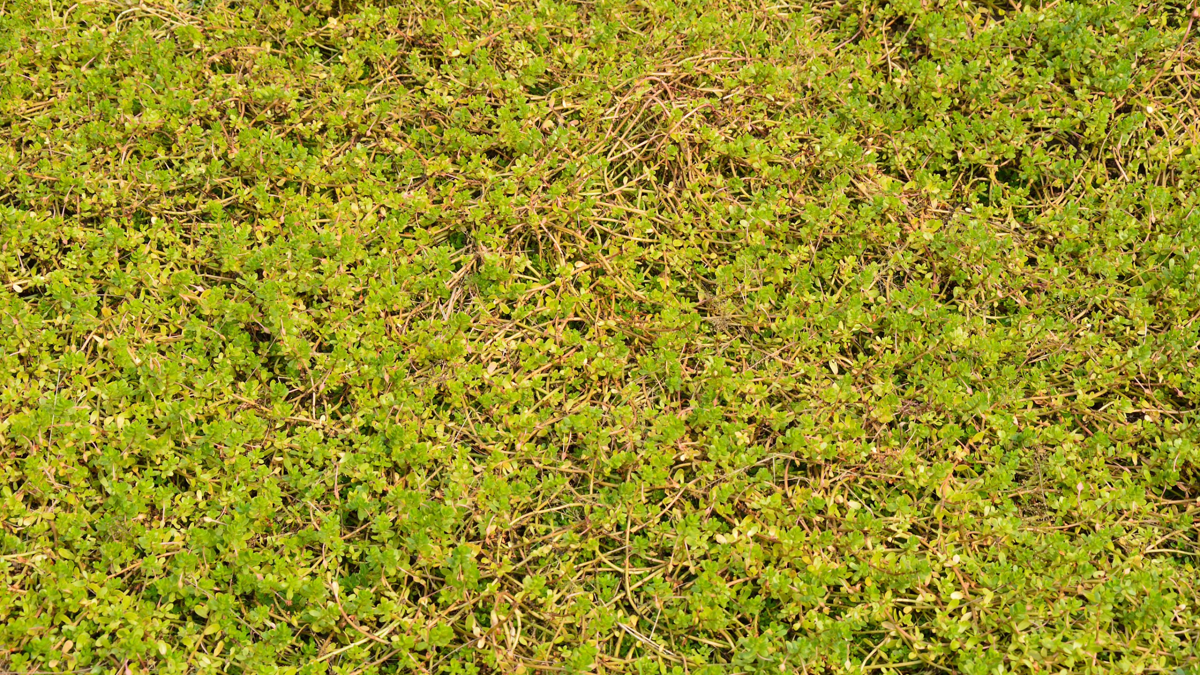 Bacopa (Bacopa monnieri)