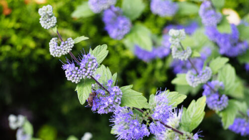 Cómo cuidar el barbadejo (Caryopteris × clandonensis)