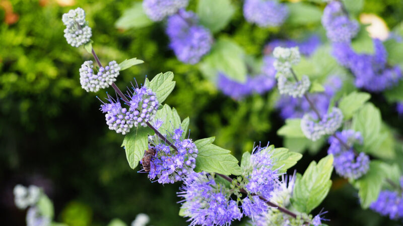 Cómo cuidar el barbadejo (Caryopteris × clandonensis)