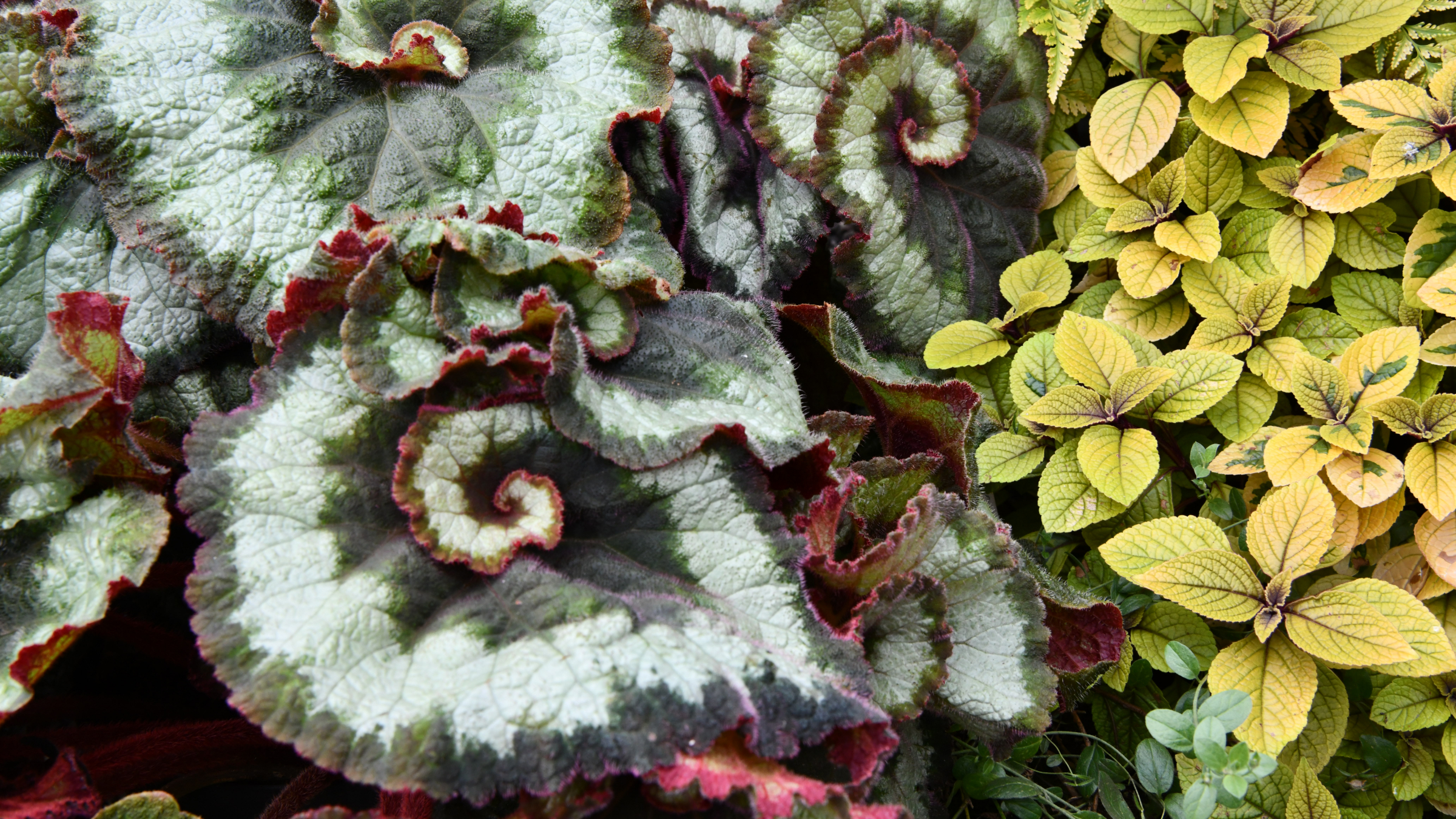 Begonia de hoja (Begonia rex)