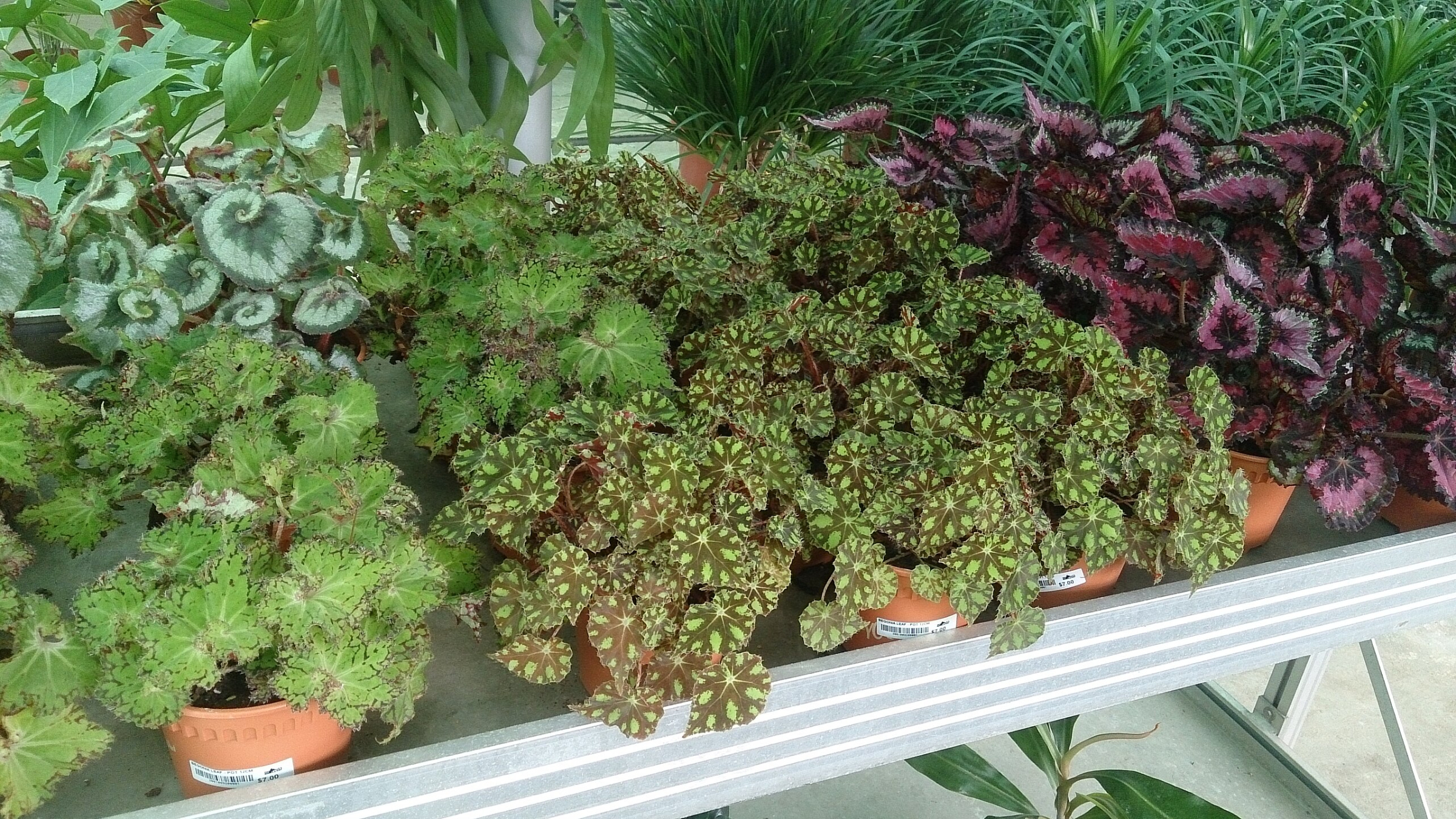 Begonia de hoja (Begonia rex)