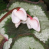 Cómo cuidar la begonia de hoja (Begonia rex)