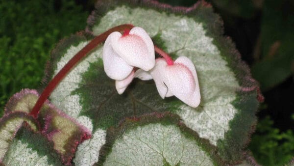 Cómo cuidar la begonia de hoja (Begonia rex)