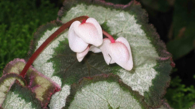 Cómo cuidar la begonia de hoja (Begonia rex)