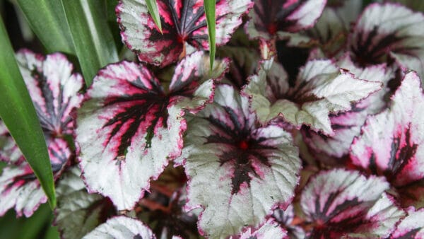 Cómo cuidar la begonia de hoja (Begonia rex)