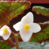 Cómo cuidar la begonia de hoja (Begonia rex)