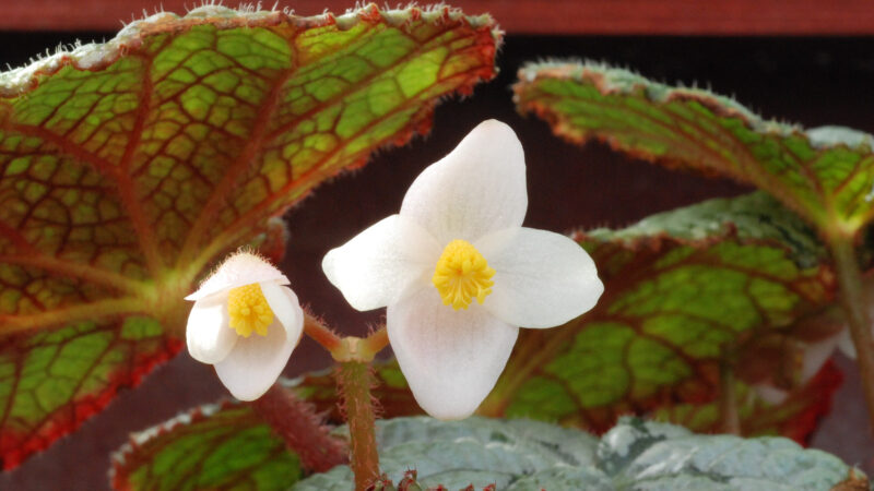 Cómo cuidar la begonia de hoja (Begonia rex)