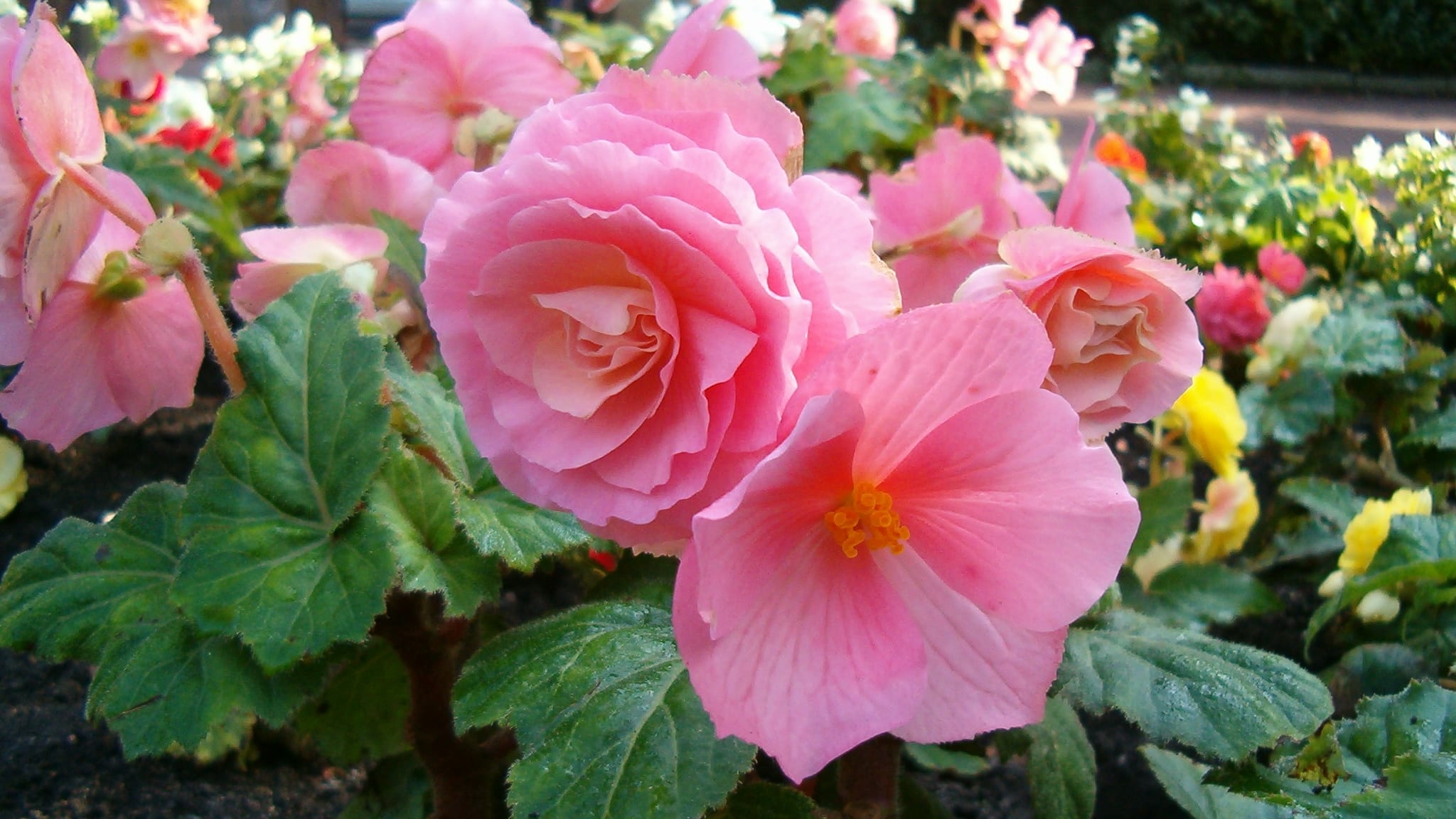Begonia tuberosa (Begonia tuberhybrida)