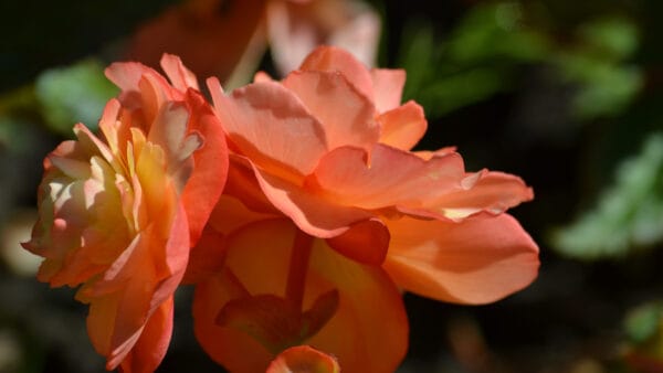 Cómo cuidar la begonia tuberosa (Begonia tuberhybrida)