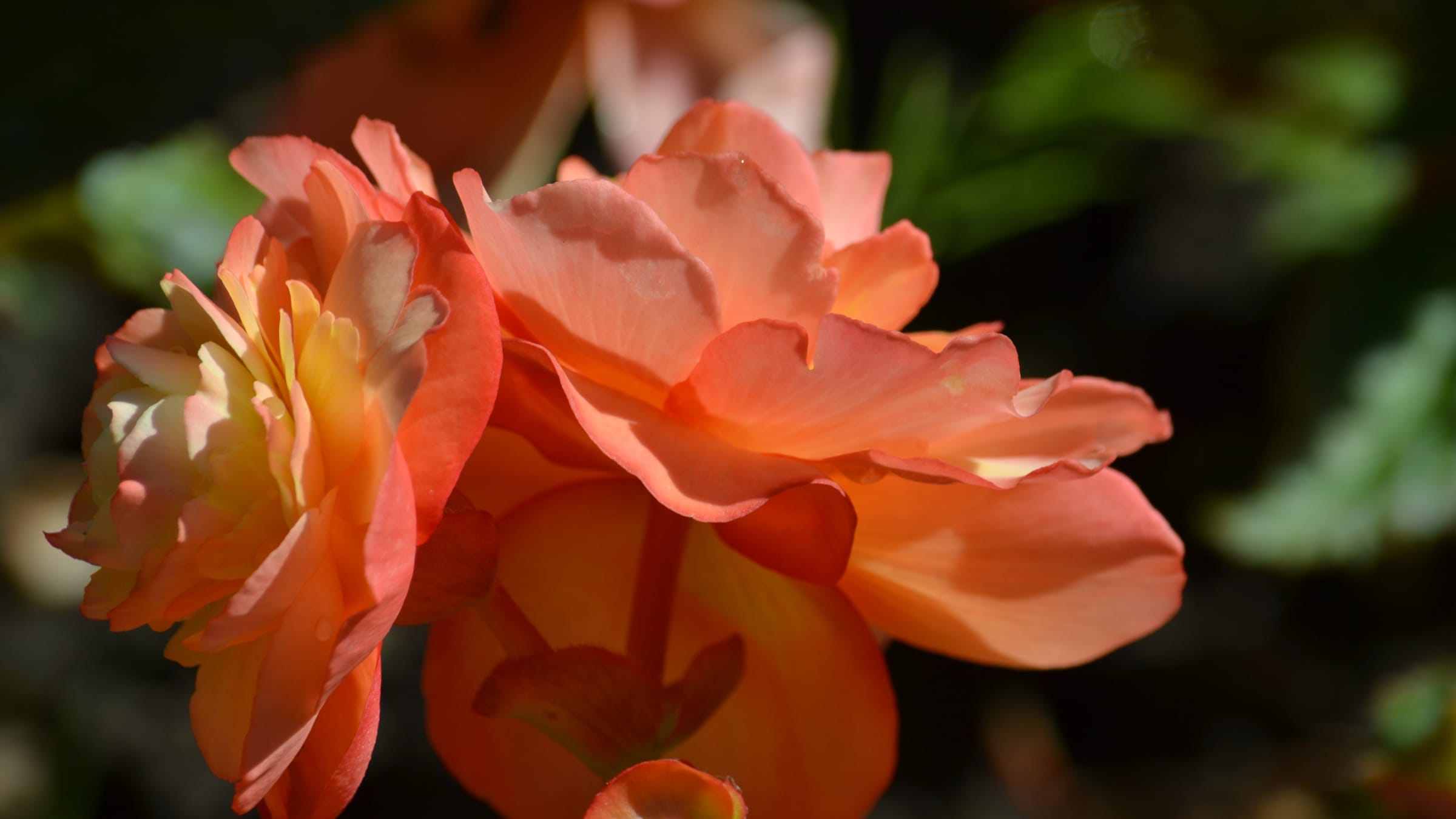 Begonia tuberosa (Begonia tuberhybrida)