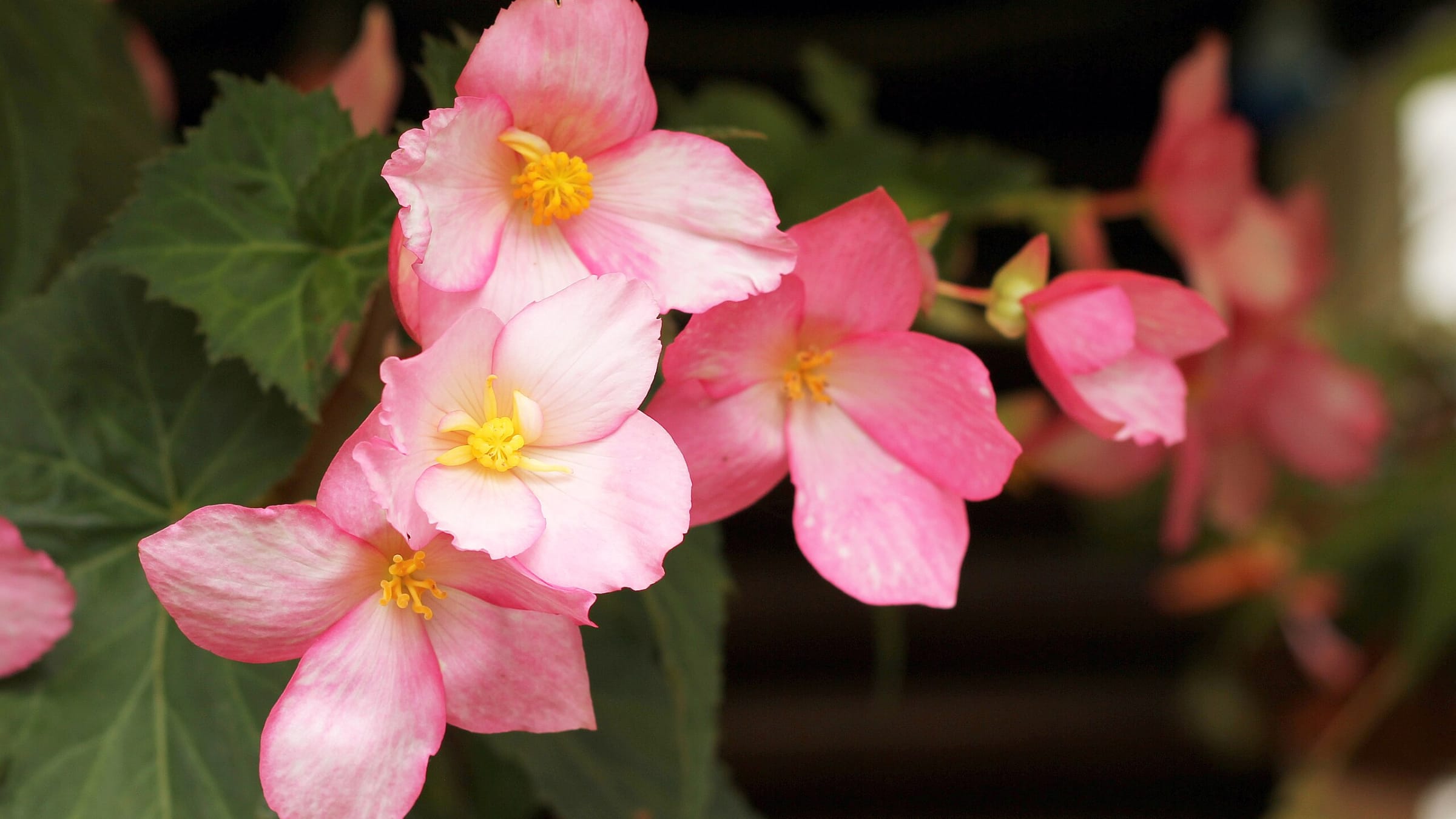 Begonia tuberosa (Begonia tuberhybrida)