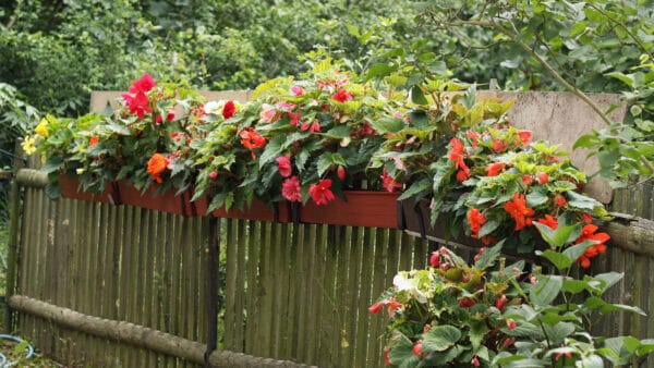 Cómo cuidar la begonia tuberosa (Begonia tuberhybrida)