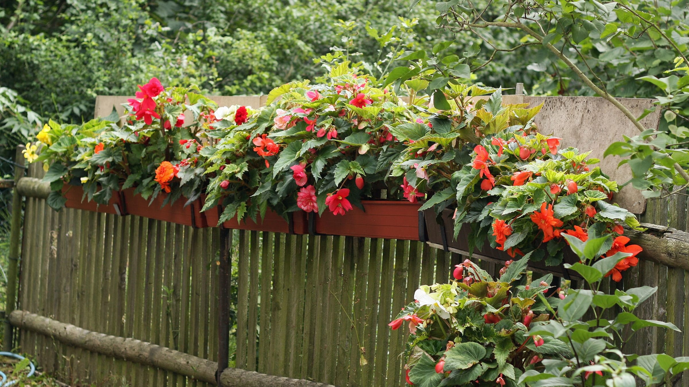Begonia tuberosa (Begonia tuberhybrida)