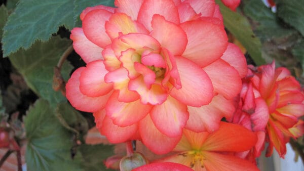 Cómo cuidar la begonia tuberosa (Begonia tuberhybrida)