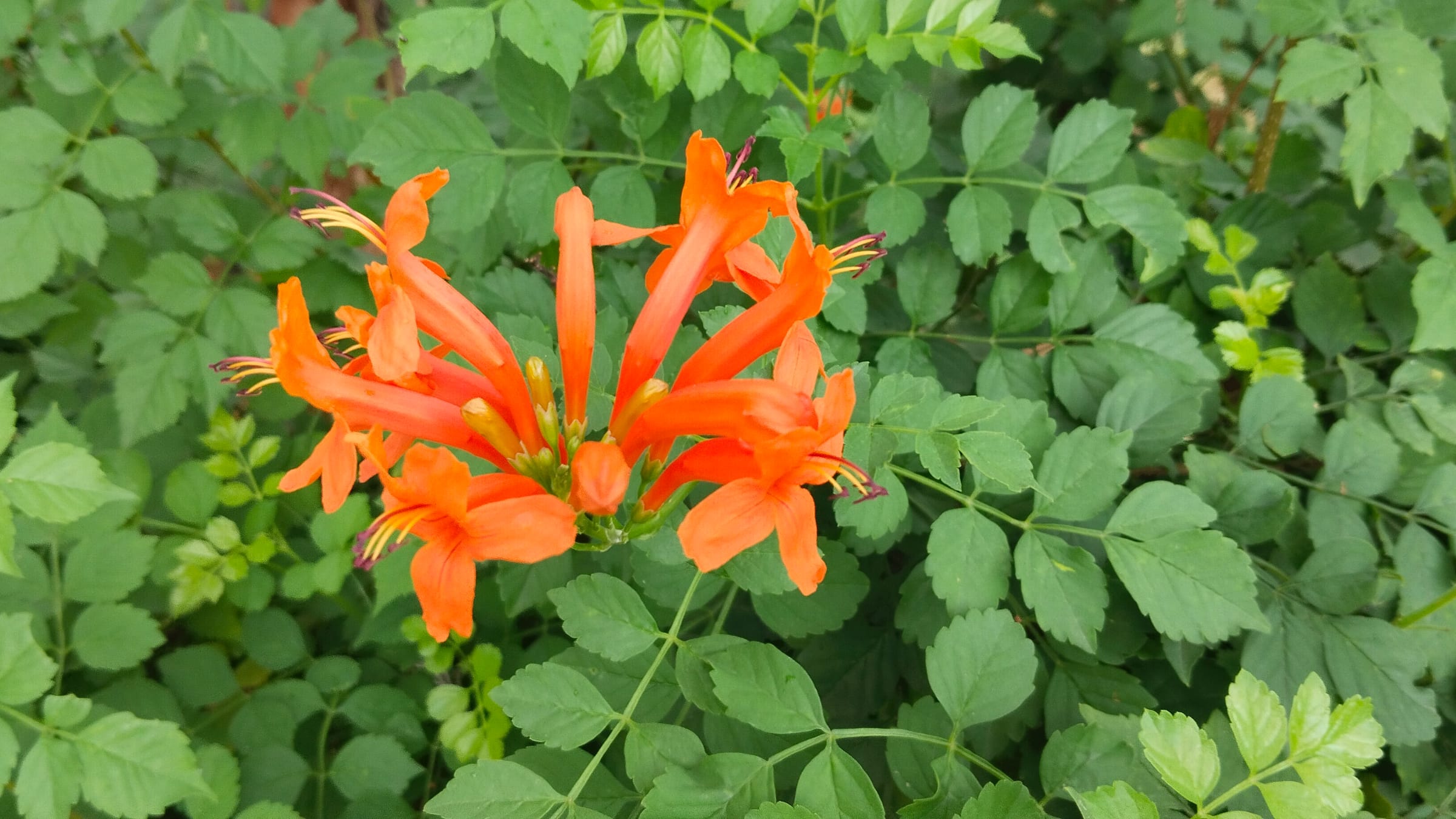 Bignonia roja (Tecomaria capensis)