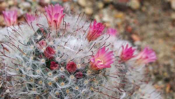 Cómo cuidar la biznaga sedosa (Mammillaria bocasana)