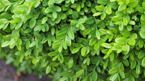 Cómo cuidar el boj (Buxus sempervirens)