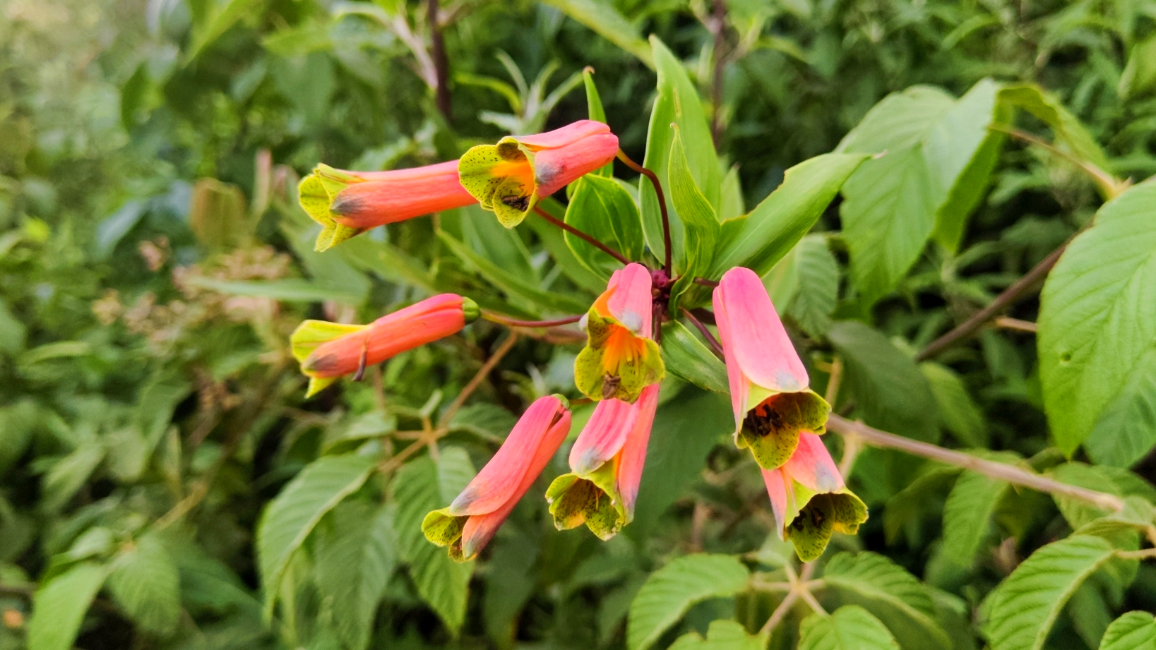 Bomarea (Bomarea spp.)