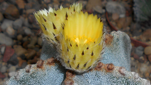 Cómo cuidar el bonete de obispo (Astrophytum myriostigma)