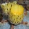 Cómo cuidar el bonete de obispo (Astrophytum myriostigma)