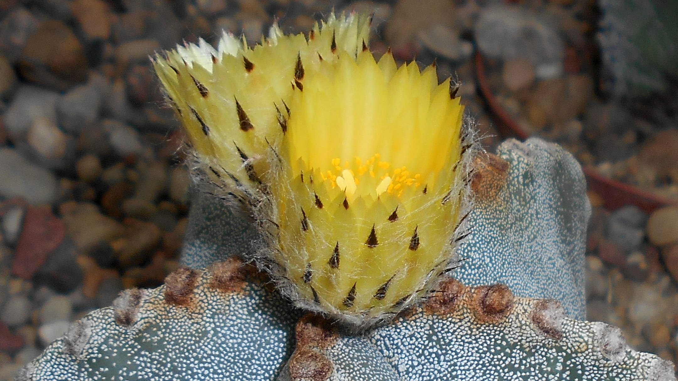 Bonete de obispo (Astrophytum myriostigma)