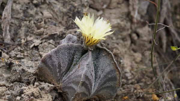 Cómo cuidar el bonete de obispo (Astrophytum myriostigma)