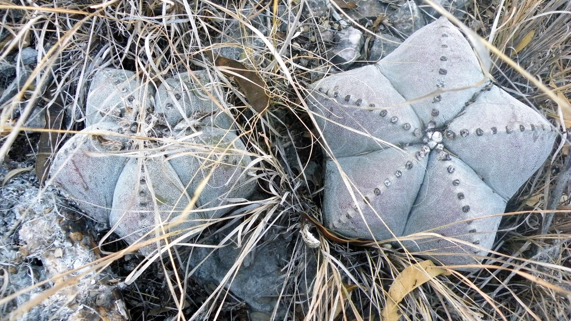 Bonete de obispo (Astrophytum myriostigma)