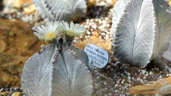 Cómo cuidar el bonete de obispo (Astrophytum myriostigma)