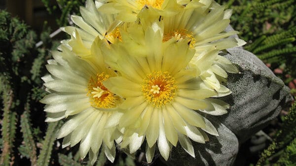 Cómo cuidar el bonete de obispo (Astrophytum myriostigma)
