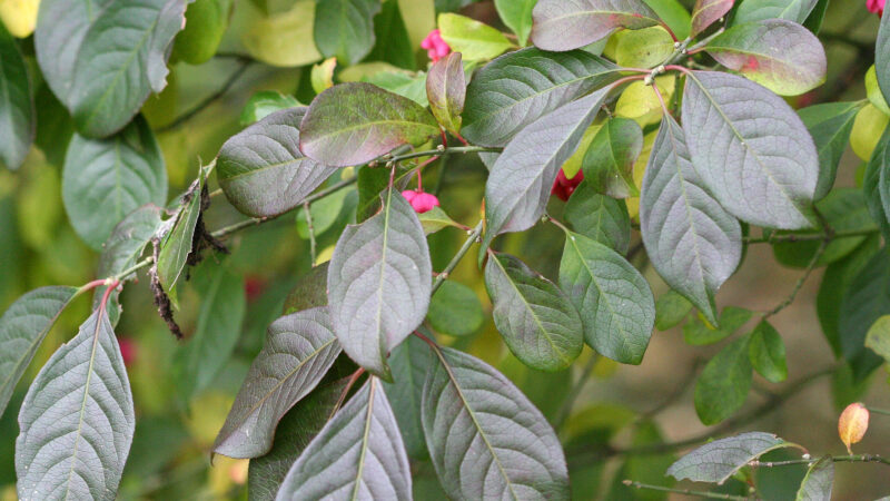 Cómo cuidar el bonetero (Euonymus europaeus)