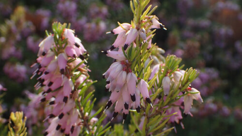 Cómo cuidar el brezo de invierno (Erica carnea)