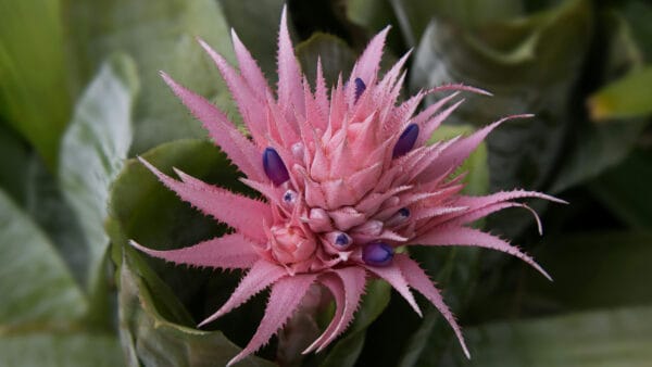 Cómo cuidar la bromelia plateada (Aechmea fasciata)