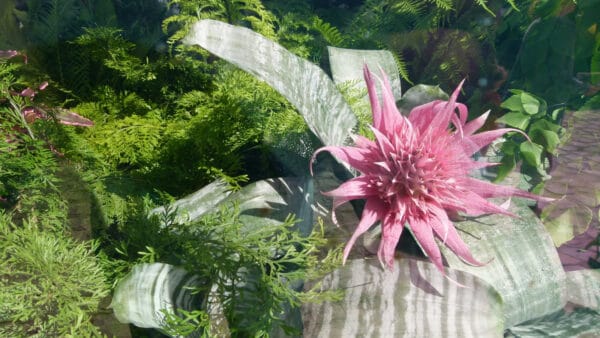 Cómo cuidar la bromelia plateada (Aechmea fasciata)