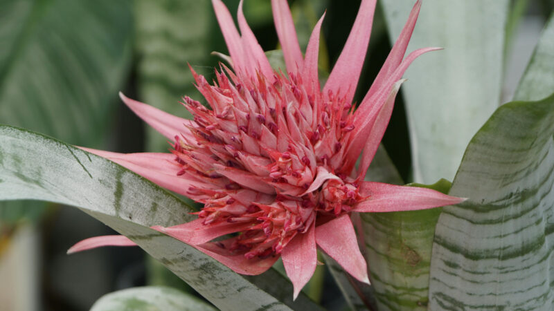 Cómo cuidar la bromelia plateada (Aechmea fasciata)