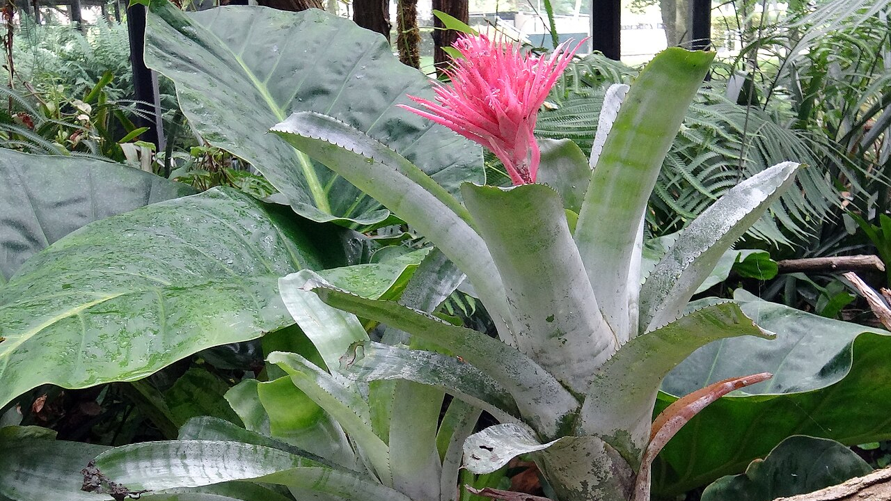 Bromelia plateada (Aechmea fasciata)