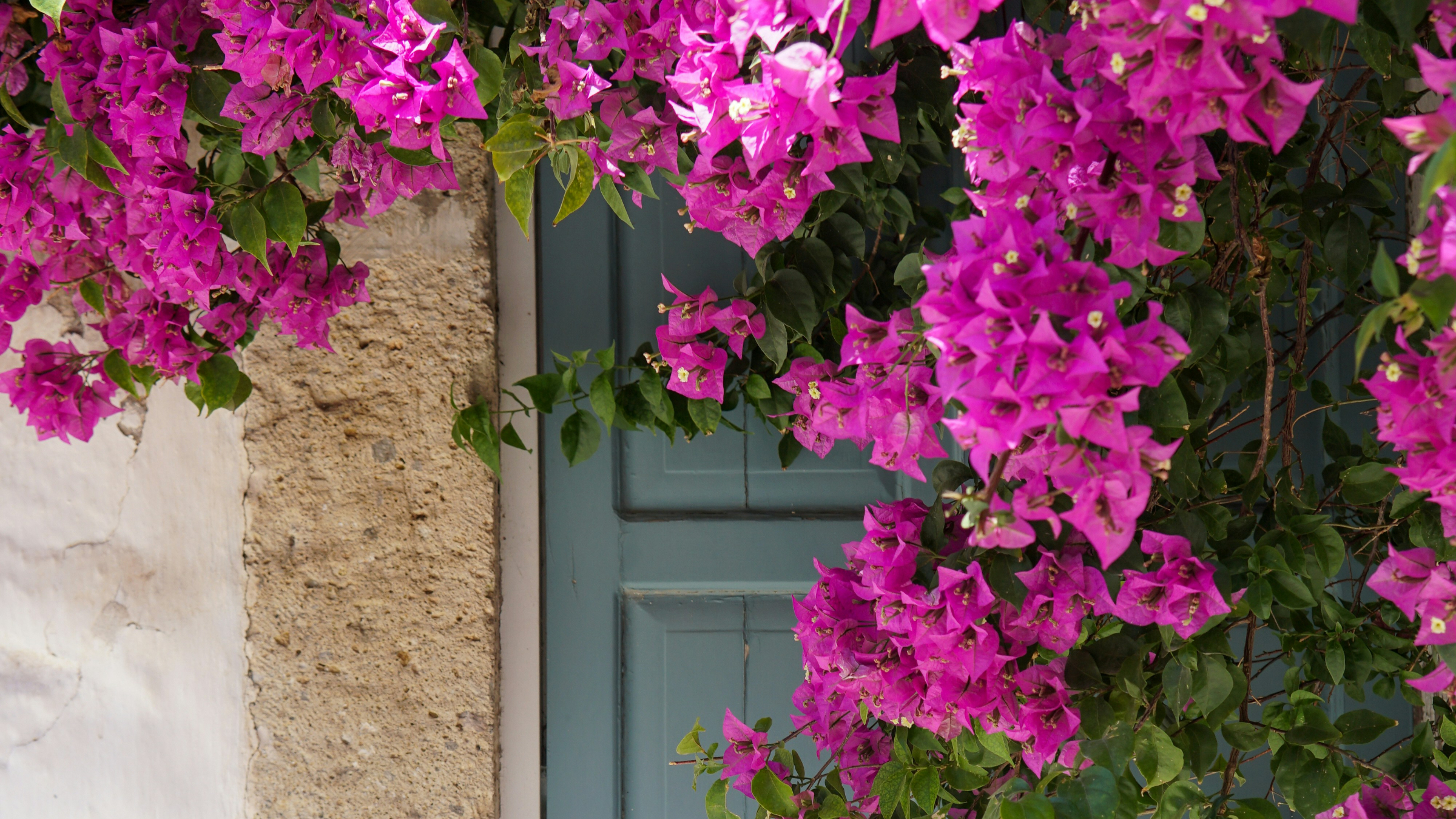 Buganvilla (Bougainvillea glabra)
