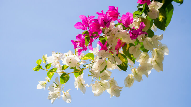Cómo cuidar la buganvilla (Bougainvillea glabra)