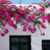 Cómo cuidar la buganvilla (Bougainvillea glabra)