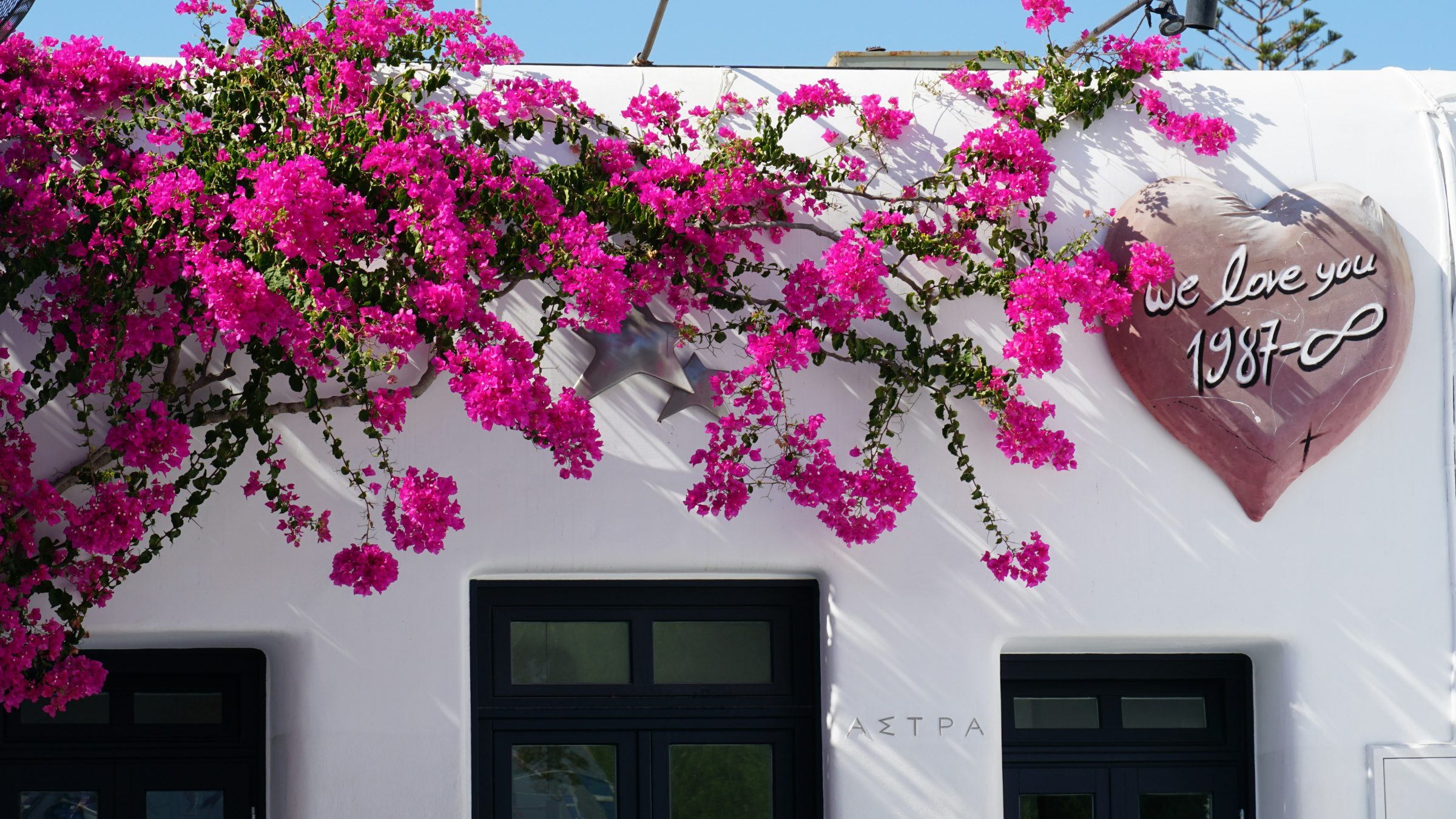 Buganvilla (Bougainvillea glabra)