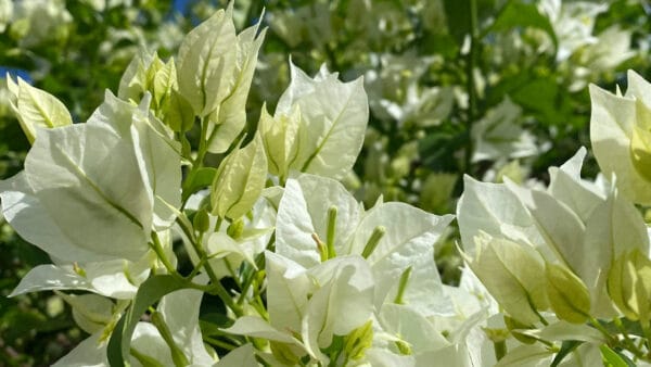 Cómo cuidar la buganvilla (Bougainvillea glabra)