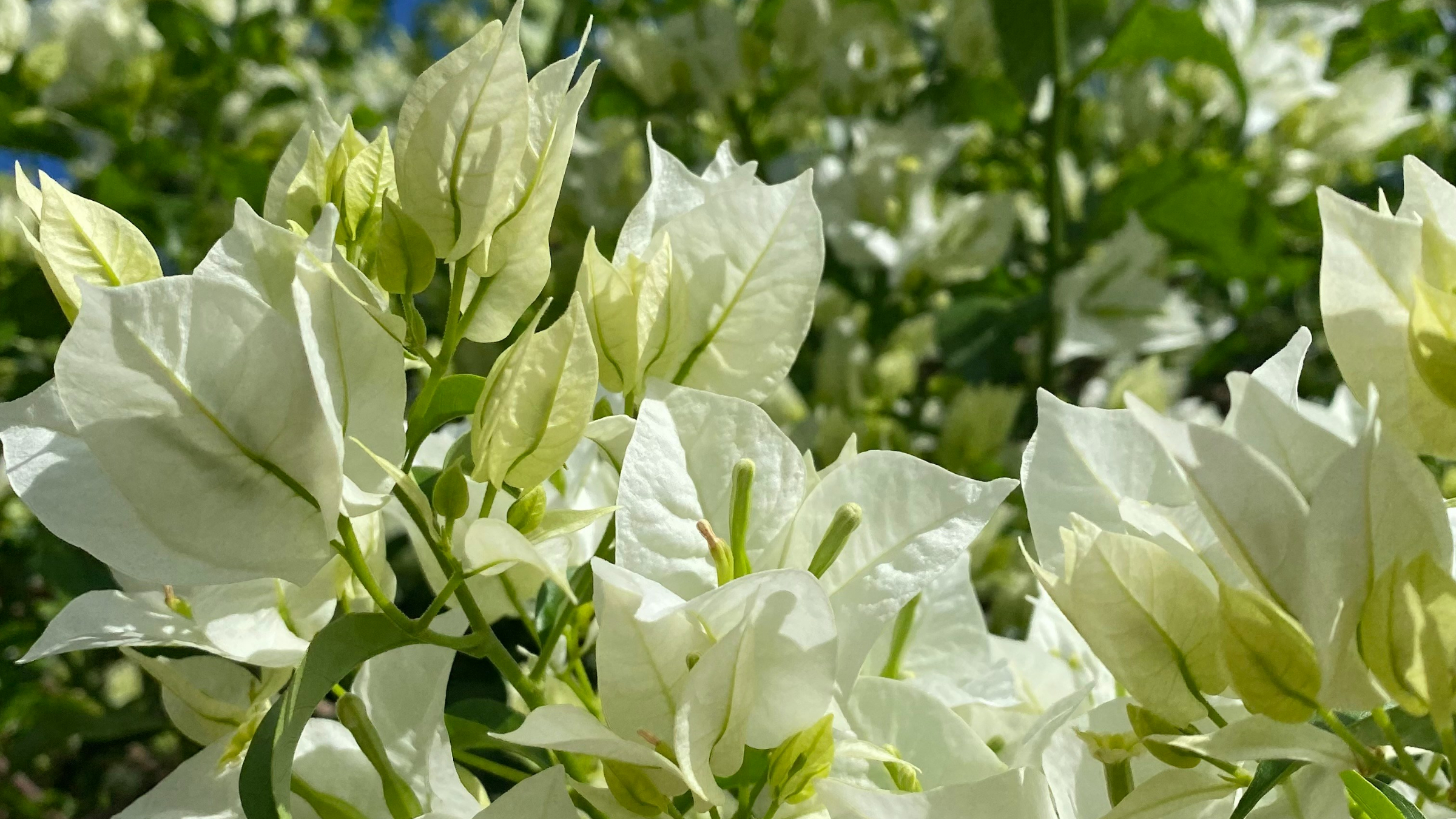 Buganvilla (Bougainvillea glabra)