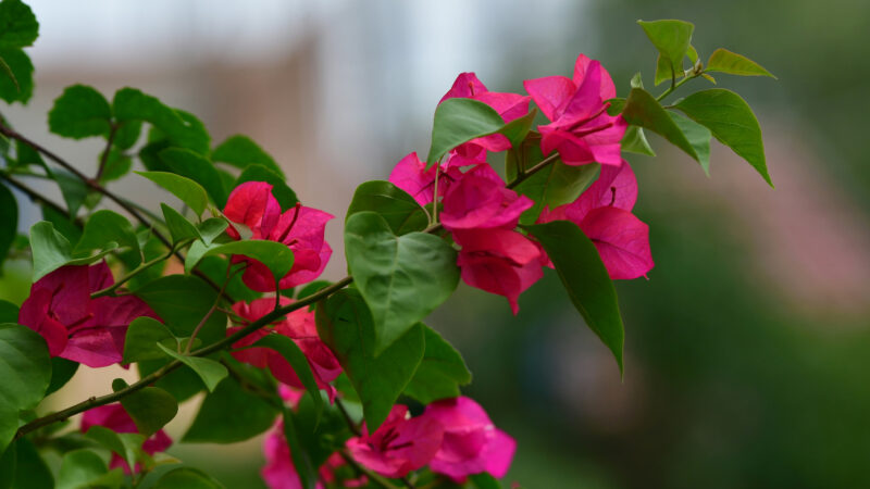 Cómo cuidar la buganvilla (Bougainvillea glabra)