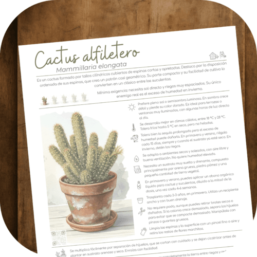 Cómo cuidar el cactus alfiletero (Mammillaria elongata)